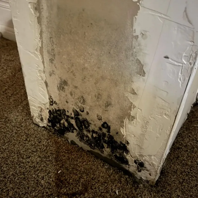 Professional Mold Removal in Sutter Creek, CA